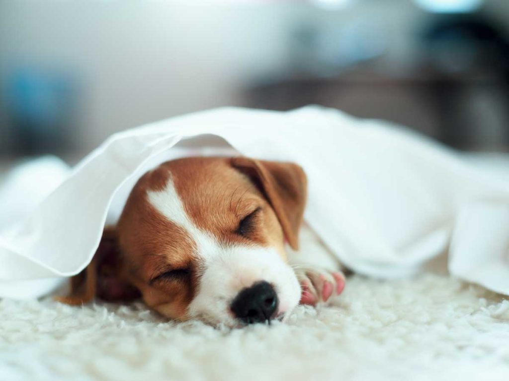 A sleeping dog under a blanket.